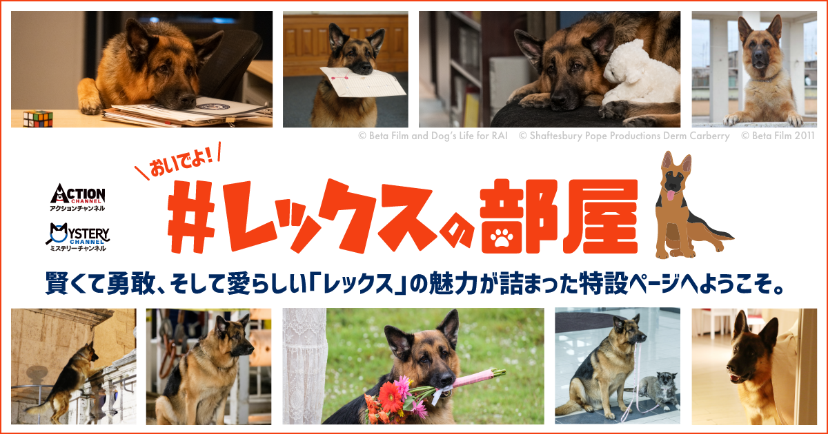 ピックアップ情報｜アクションチャンネル ～日本唯一の