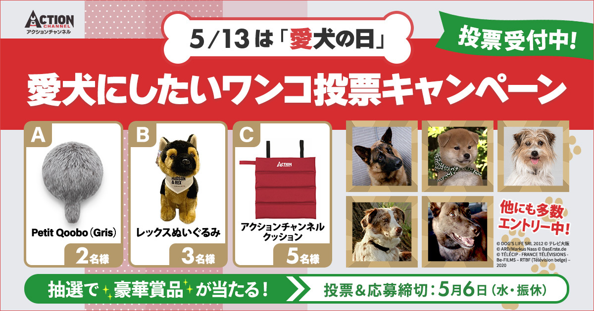 愛犬にしたいワンコ投票キャンペーン